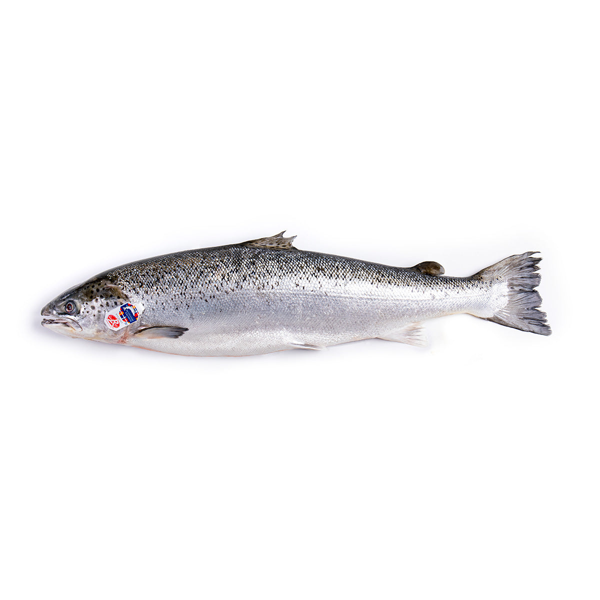 Fresh Label Rouge Scottish Salmon 4-5 kg/pc
