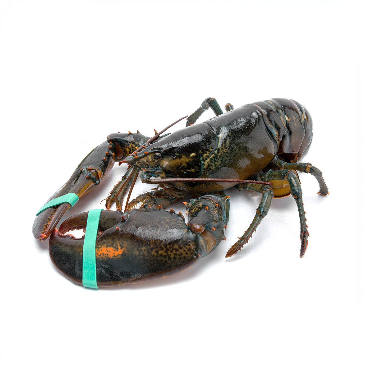 Live US/Canadian Hardshell Lobster 560-670 g/pc