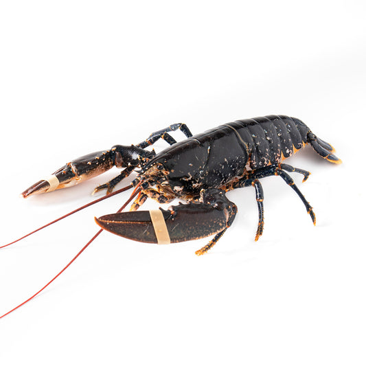 Live Brittany Blue Lobster [0.4-0.6 kg/pc]