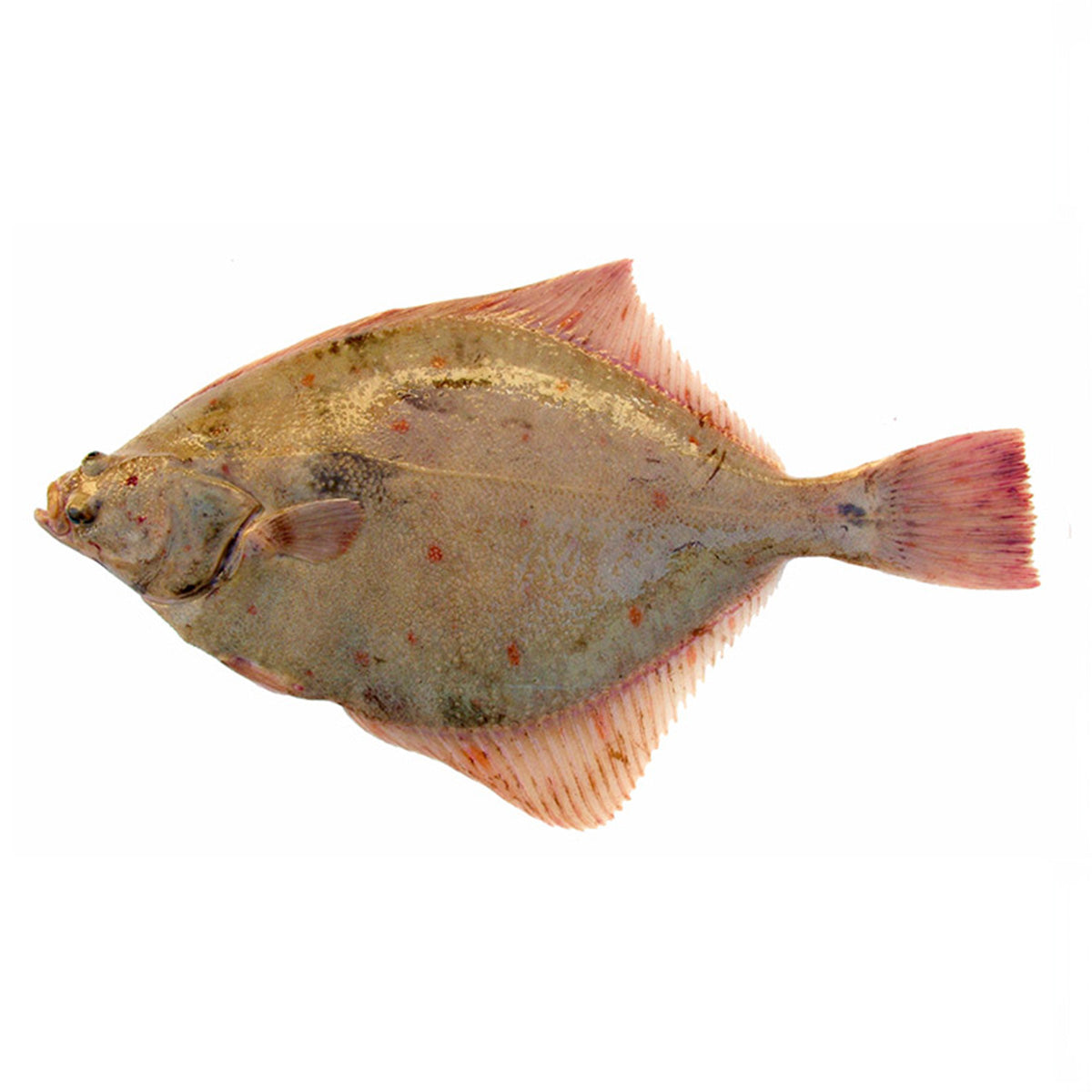 Fresh Plaice fillet 100-300 g/pc (3 kg/box)