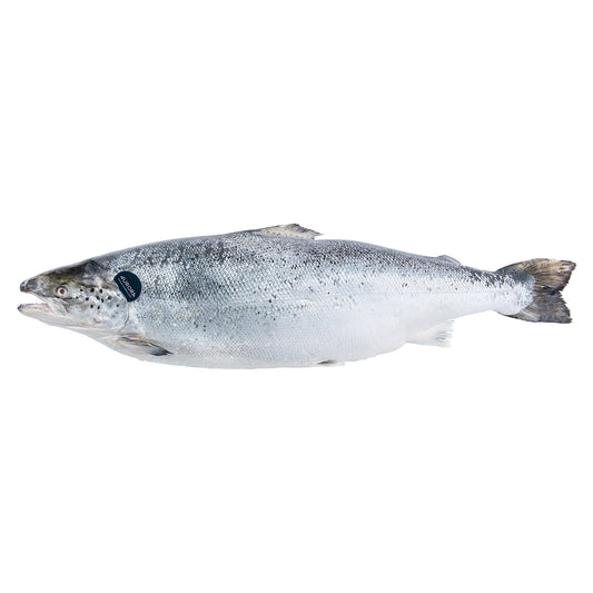 Fresh Aurora Salmon HOG, NOR 5-6 kg/pc