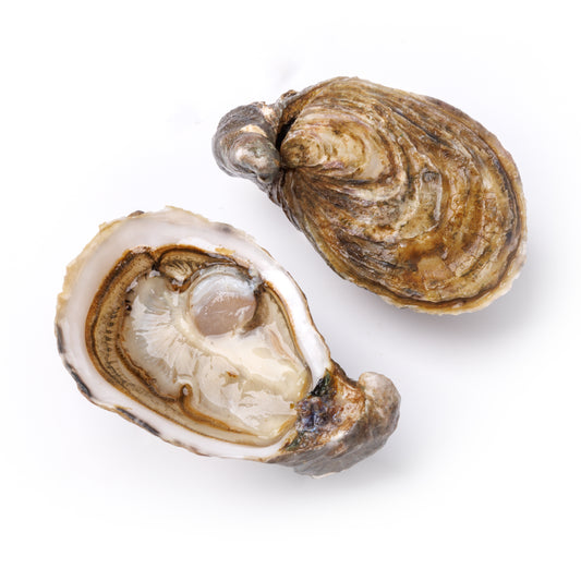 Live Baby Kys Oyster No.5 (48 pcs/box)