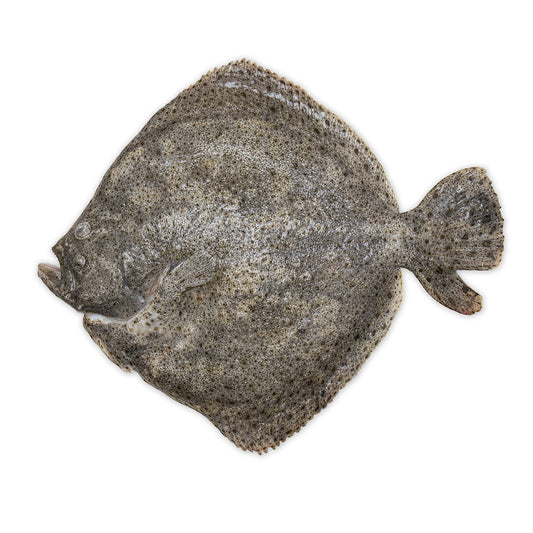 Fresh Farm Turbot, 2-3 kg/pc