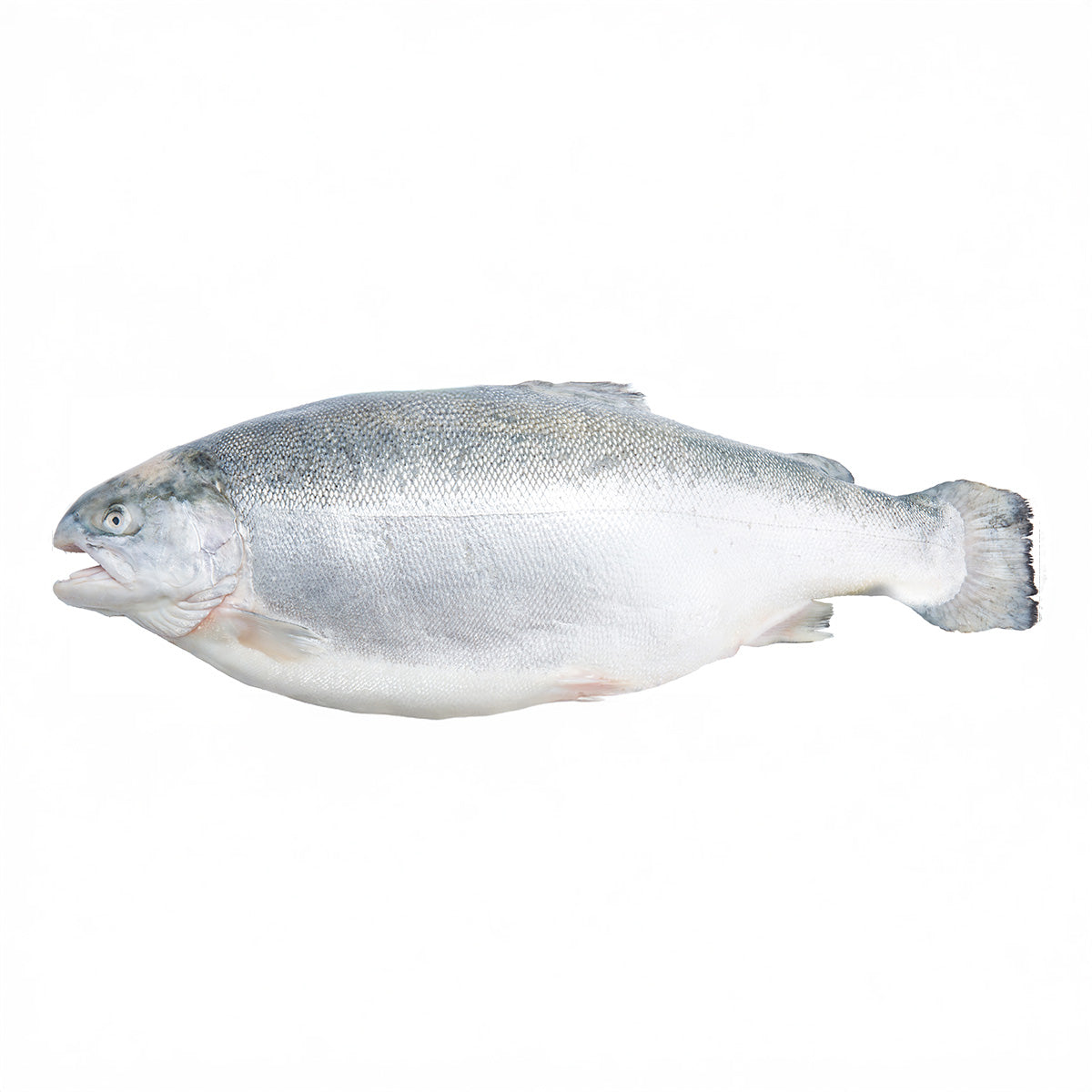 Fresh Fjord Trout H&G, NOR [3-4 kg/pc]