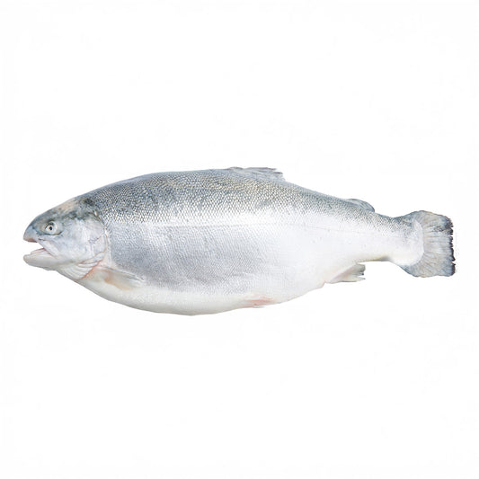 Fresh Salmon Trout H&G, NOR [5-6kg/pc]