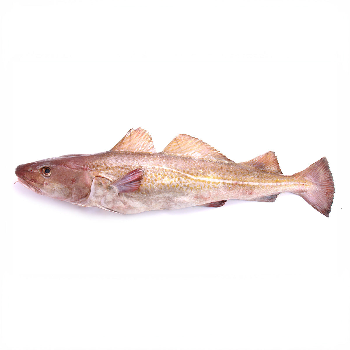 Fresh NOR Farm Atlantic Cod HOG 1-3 kg/pc