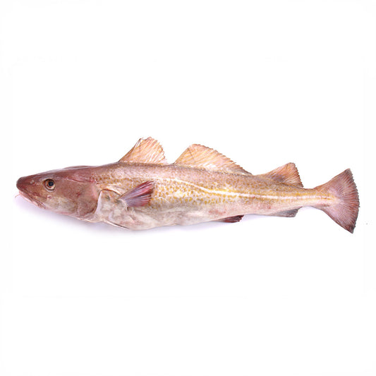 Fresh NOR Farm Atlantic Cod HOG 3-5 kg/pc