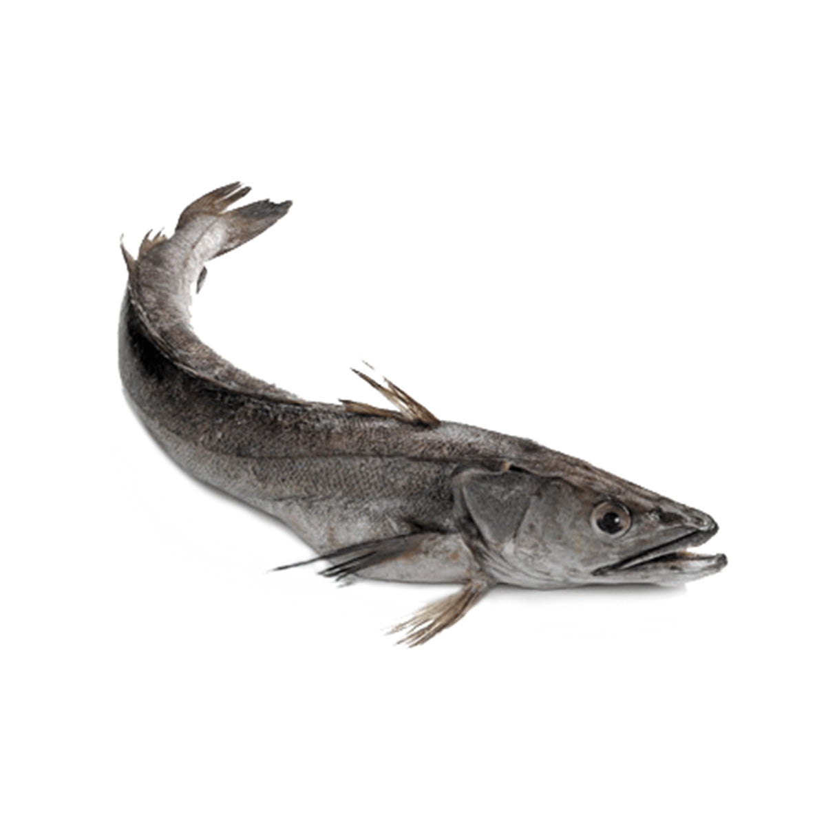 Fresh Wild Hake, 2-3kg/pc