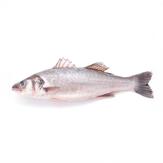 Fresh Mediterranean Seabass (600-800 g/pc) [3 kg/bx]