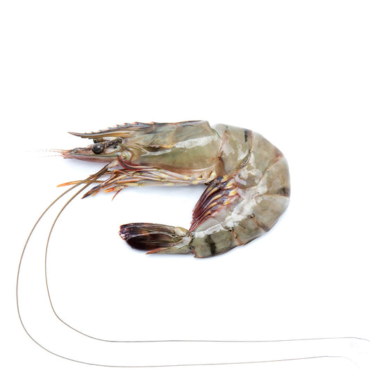 Fresh Black Tiger Shrimp HOSO, THL [12-14pc/kg]