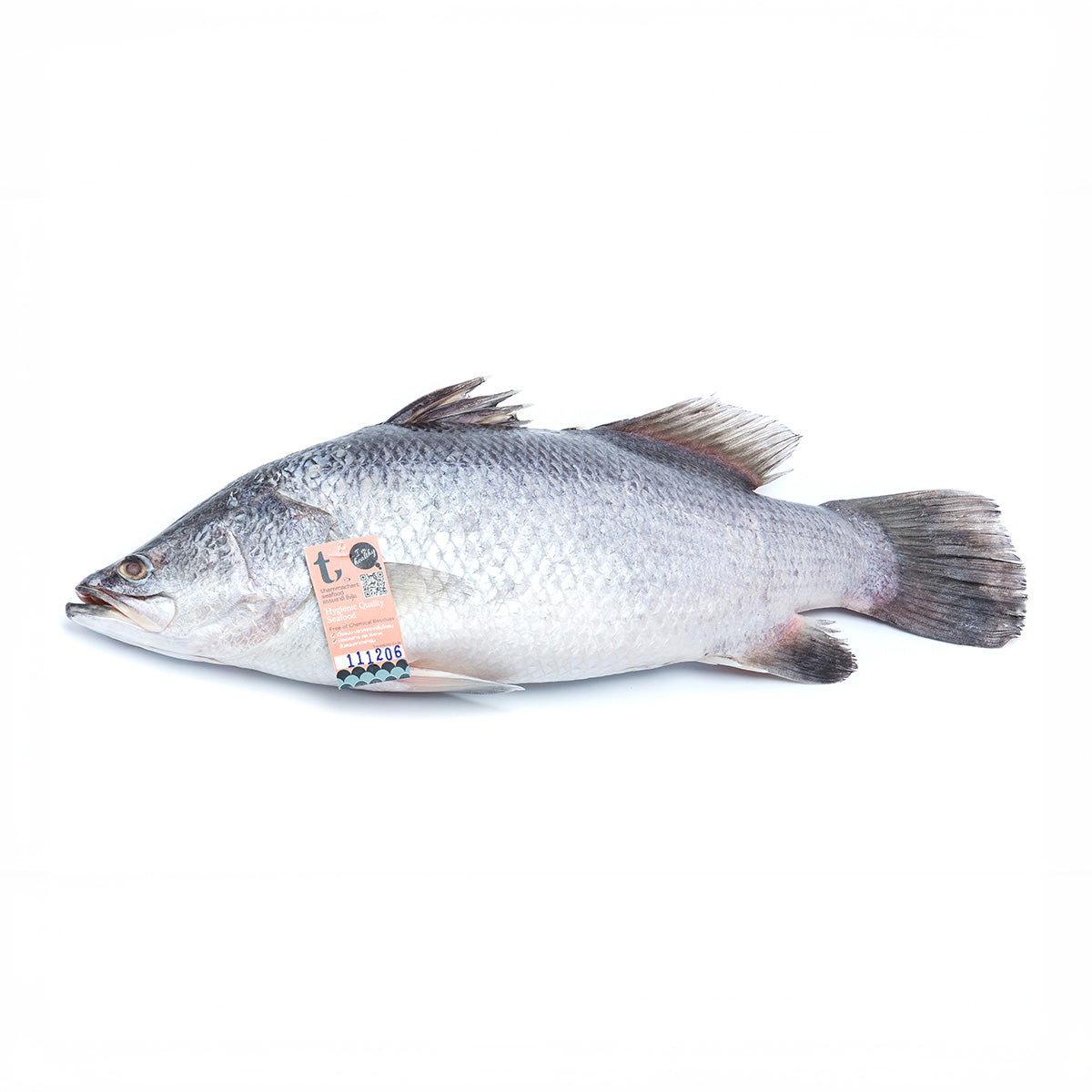 Fresh Seabass THL 800-1200 g/pc]