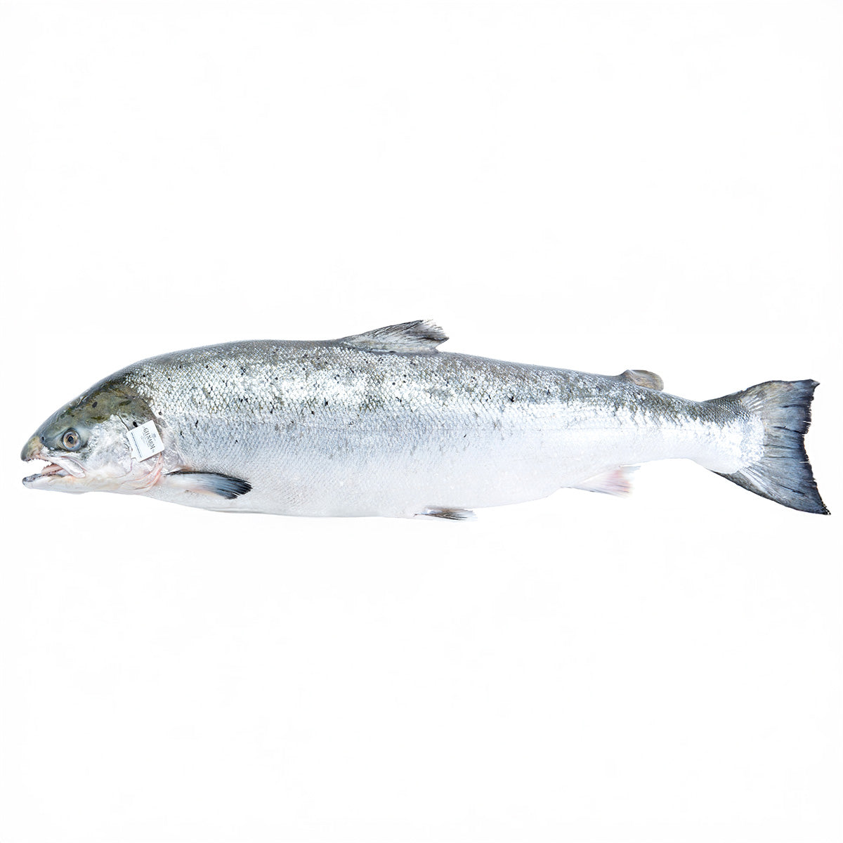 Fresh Organic Salmon HOG, NOR 4-5 kg/pc