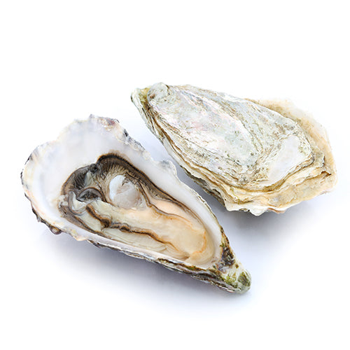 Live Irish Fine Premier Oyster No.2 (48 pcs/box)