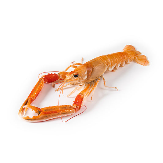 Fresh Langoustine , 1-3 pc/kg