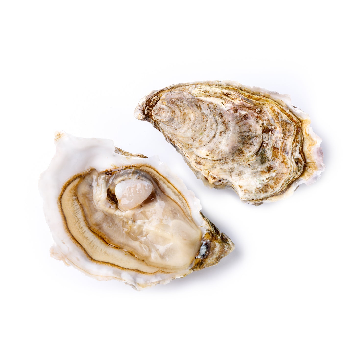 Live La Kys Oyster No.3 (48 pcs/box)