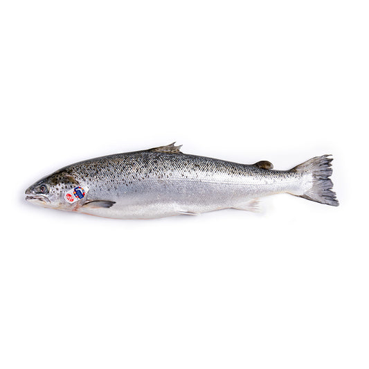 Fresh Label Rouge Scottish Salmon 4-5 kg/pc