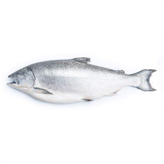 Fresh King Salmon HOG, NZ 4-5kg/pc