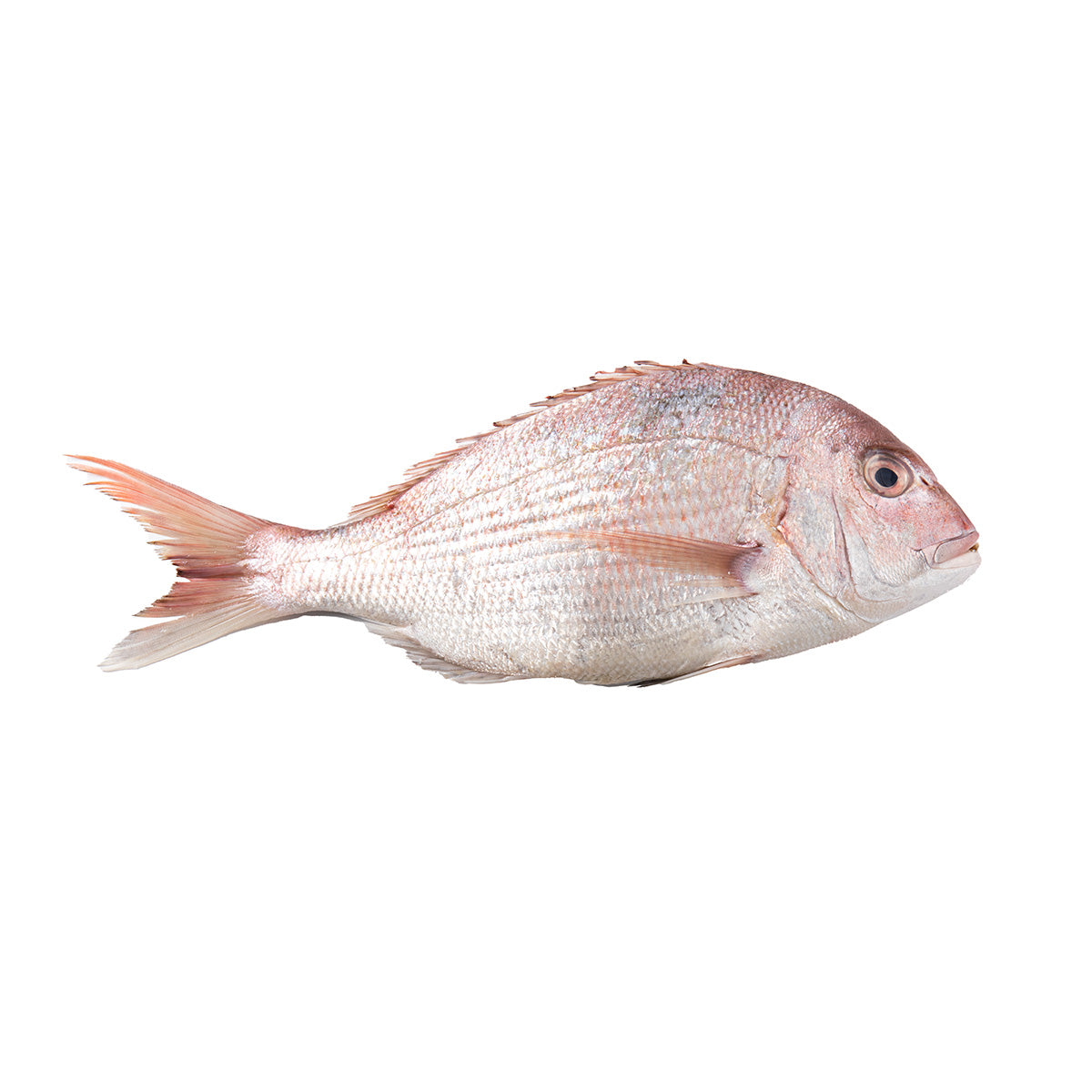 Fresh Red Snapper, THL [2-3 kg/pc]