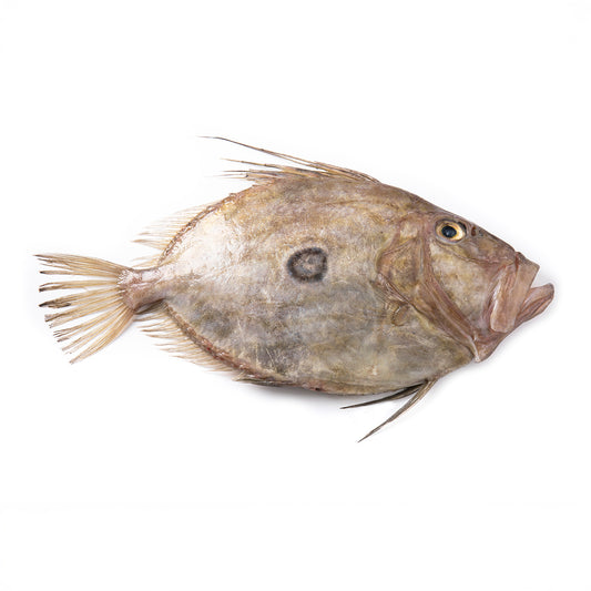 Fresh Wild John Dory, 1-2kg/pc