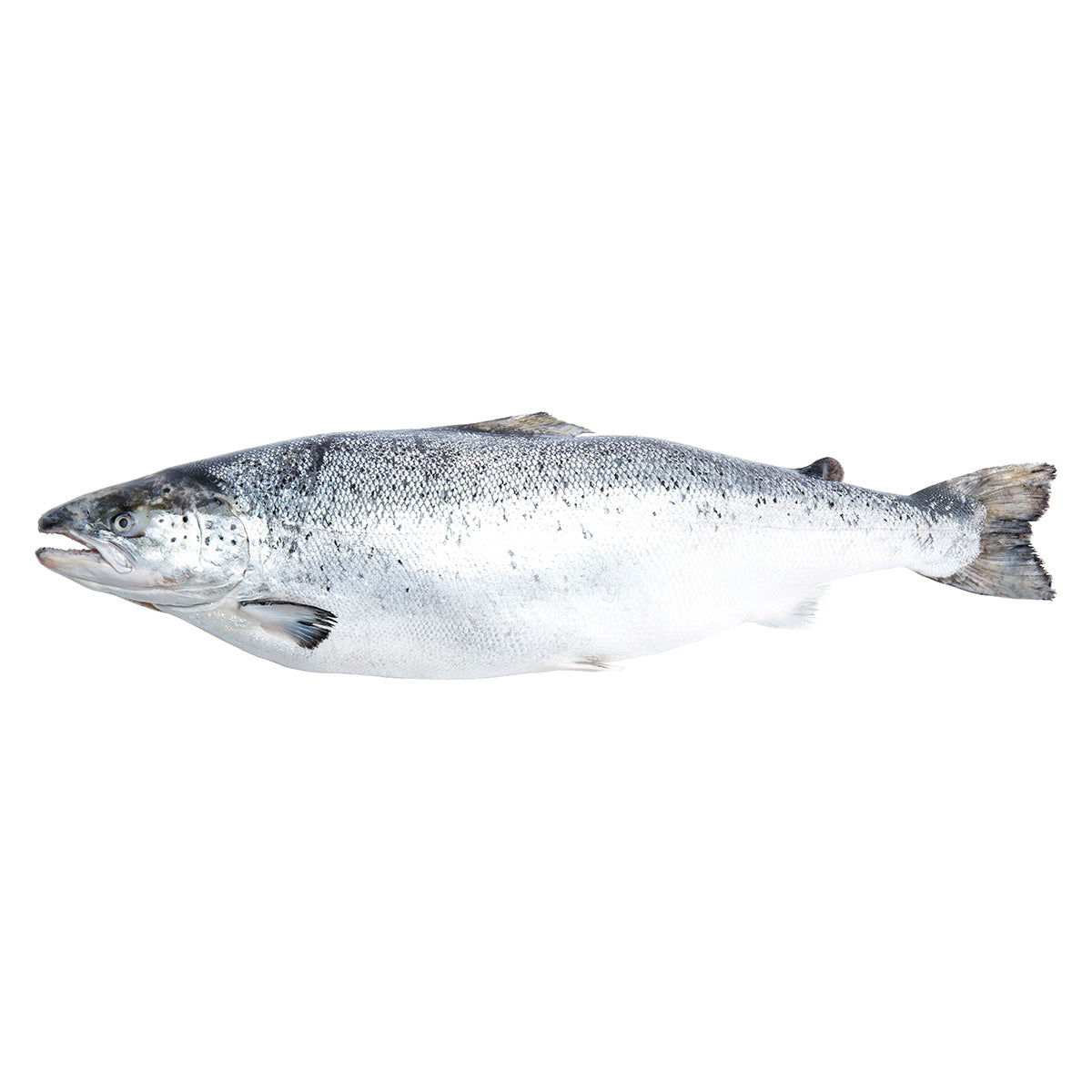 Fresh Atlantic Salmon HOG NOR 4-5 kg/pc