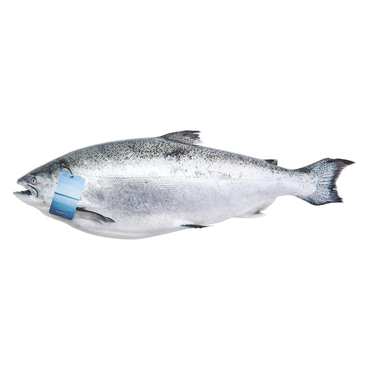 Fresh Ora King Salmon HOG, NZ [5-6kg/pc]