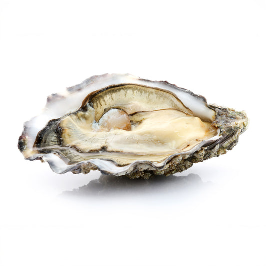 Live Ostra Regal Oyster No.1 (48 pcs/box)