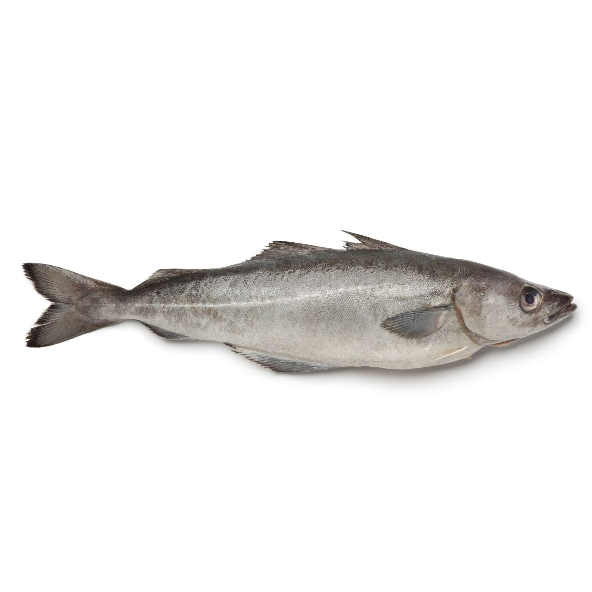 Fresh French Wild Pollock 2-4kg/pc