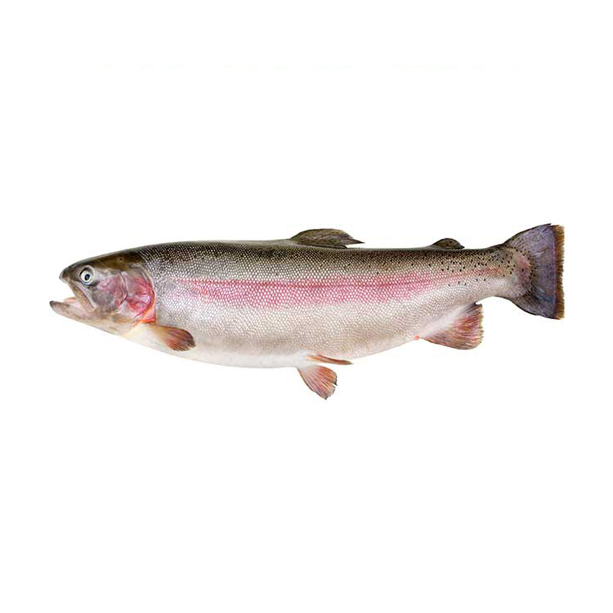 Fresh French Rainbow Trout 1-2kg/pc