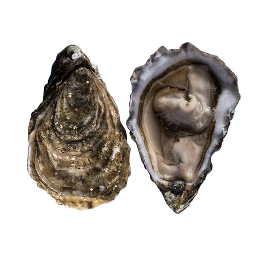 Live Sentinelle Oyster No.2 (48 pcs/box)