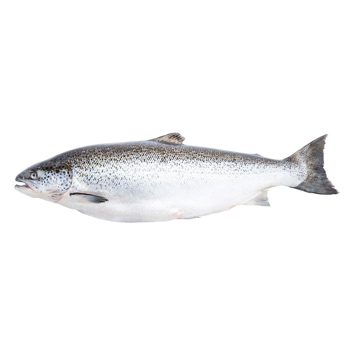 Fresh Atlantic Salmon HOG, TAS 4-5 kg/pc