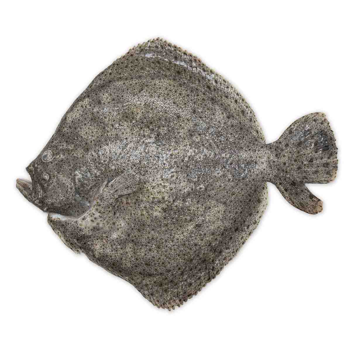 Fresh Wild Turbot (Petit Bateau), 4-6 kg/pc