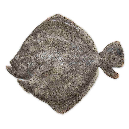 Fresh Wild Turbot, 2-3kg/pc