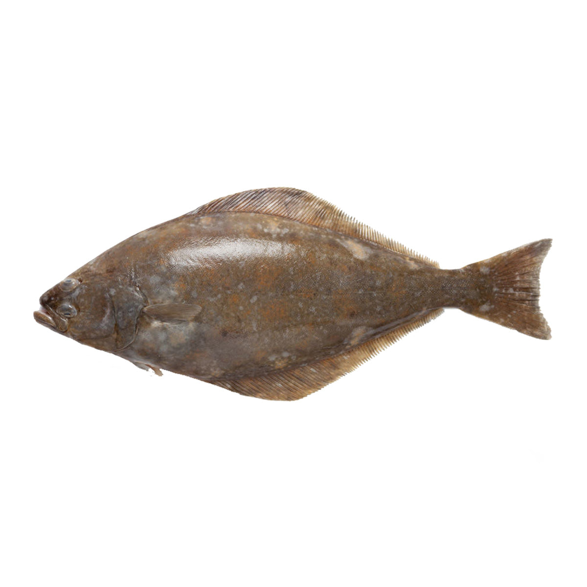 Fresh Atlantic Halibut, NOR [7-10kg/pc]