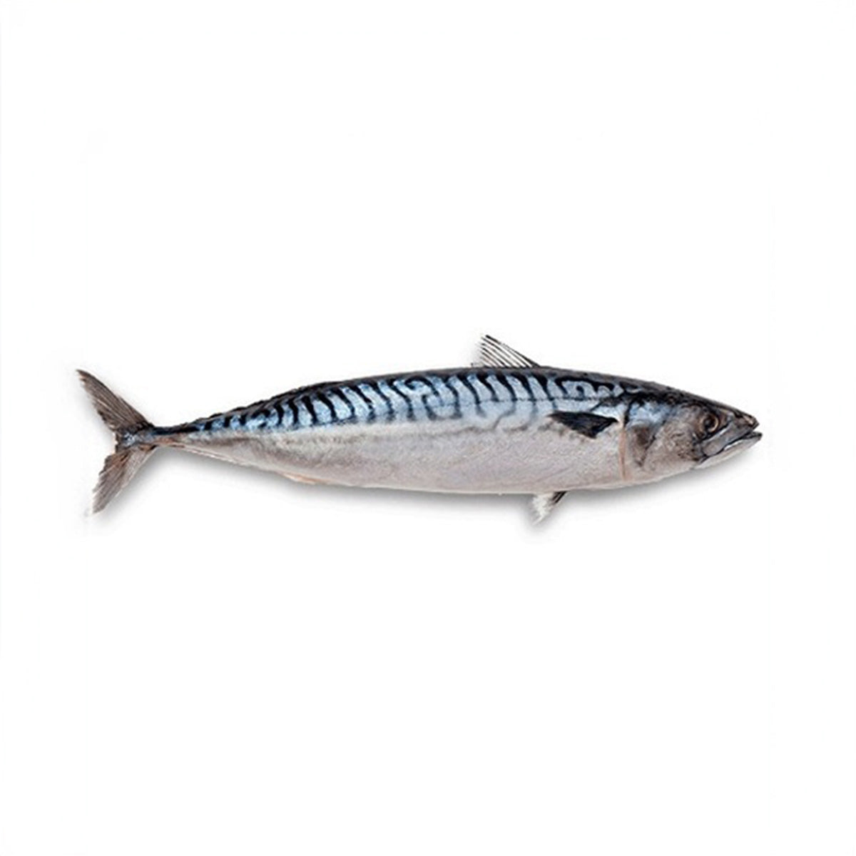 Frozen Atlantic Mackerel NOR 400-600 g/pc