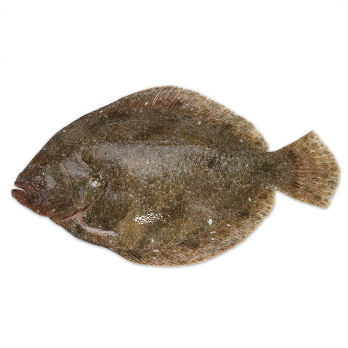 Fresh Wild Brill (Petit Bateau), 1-2 kg/pc