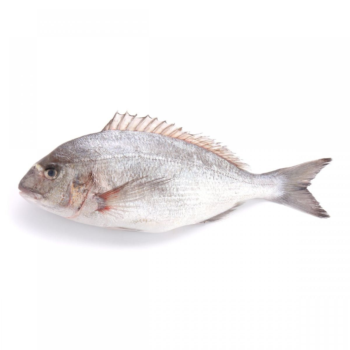 Fresh Mediterranean Seabream [600-800 gm/pc] (3kg/bx)