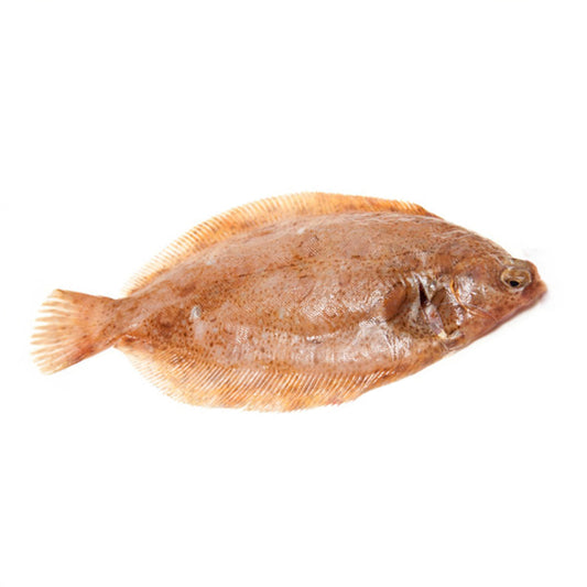 Fresh Wild Lemon sole, 600-1200gm/pc