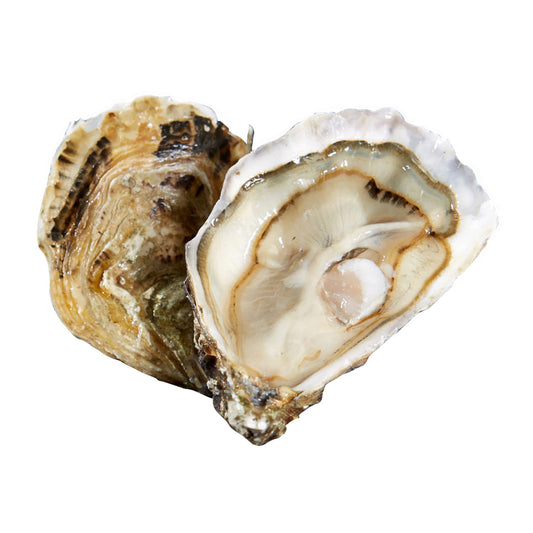 Live Speciales Lambert Oyster No.2 (48 pcs/box)